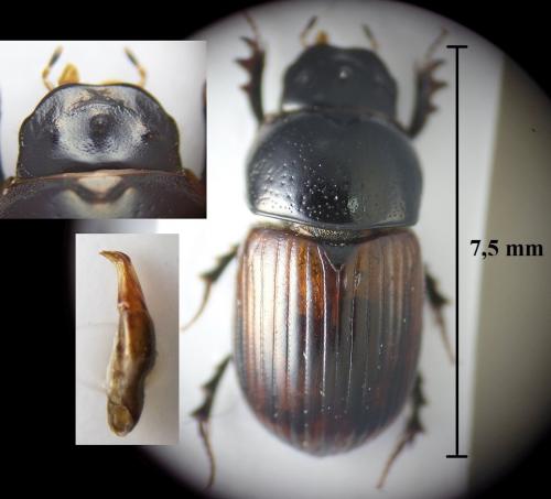 Aphodius cardinalis
